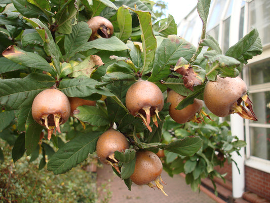 Mespilus germanica halfstam تفاح الخشبي