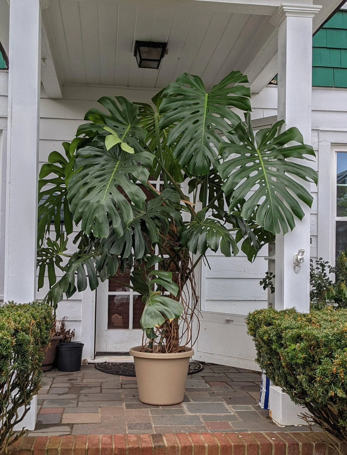 مونستيرا عملاقة Monstera deliciosa Monstera Deliciosa XXL