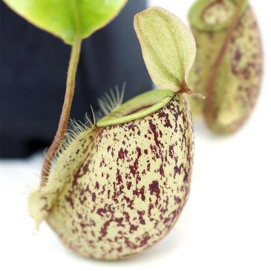 Nepenthes hookeriana