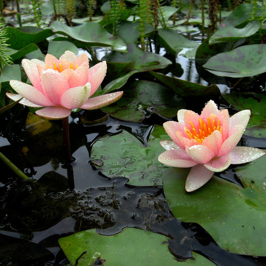 Nymphaea mixed 4 colours حبة وحدة