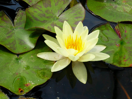 Nymphaea marl. Chromatella' (3L.)