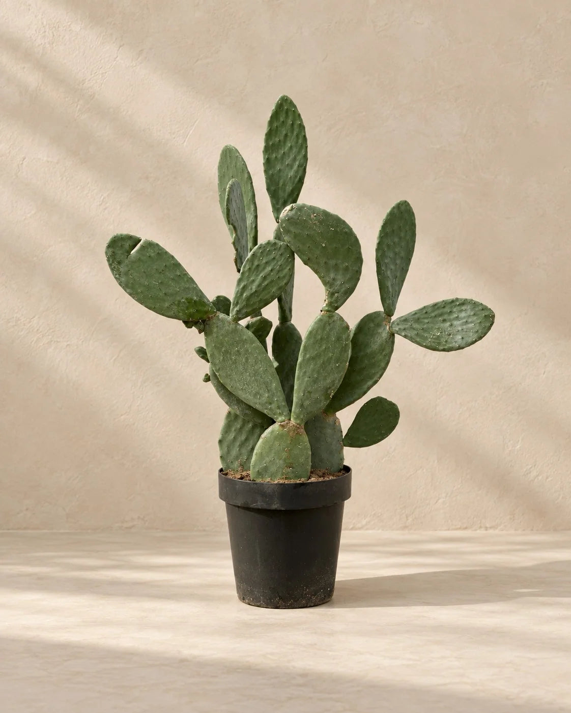 Opuntia ficus-indica تين شوكي