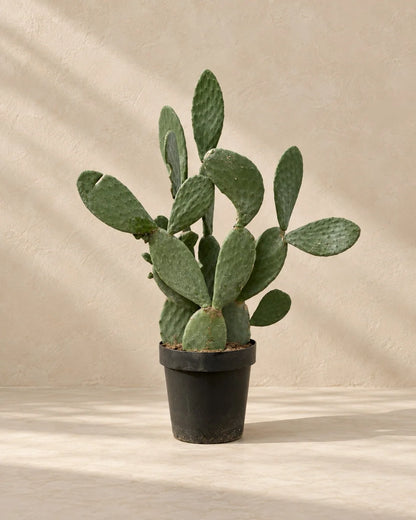 Opuntia ficus-indica تين شوكي