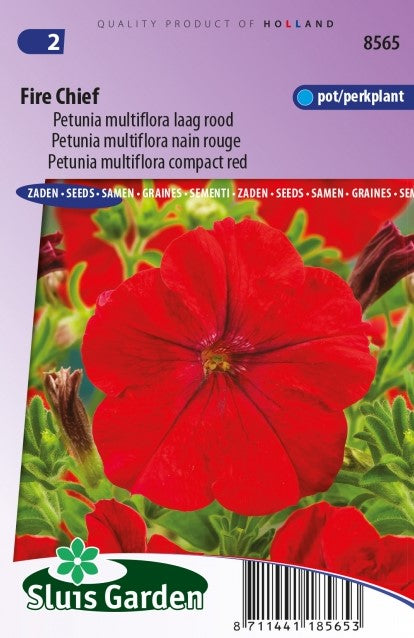 Fire chief "petunia multiflora compact red"