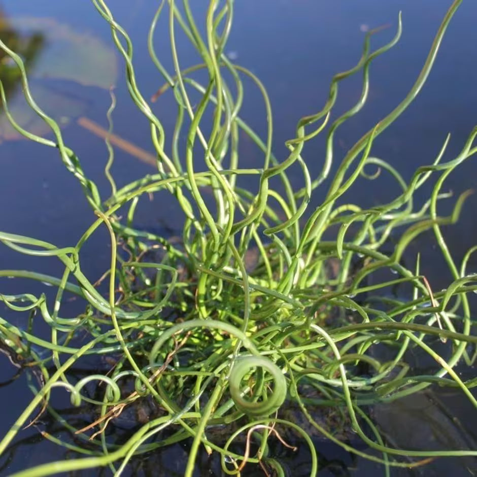 Juncus effusus spiralis حلفا