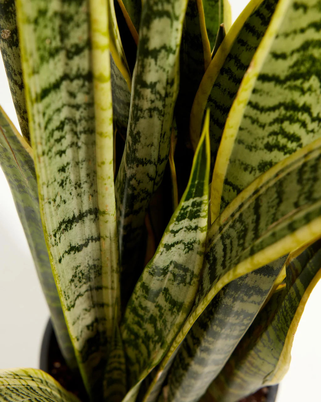 Sansevieria 80 cm