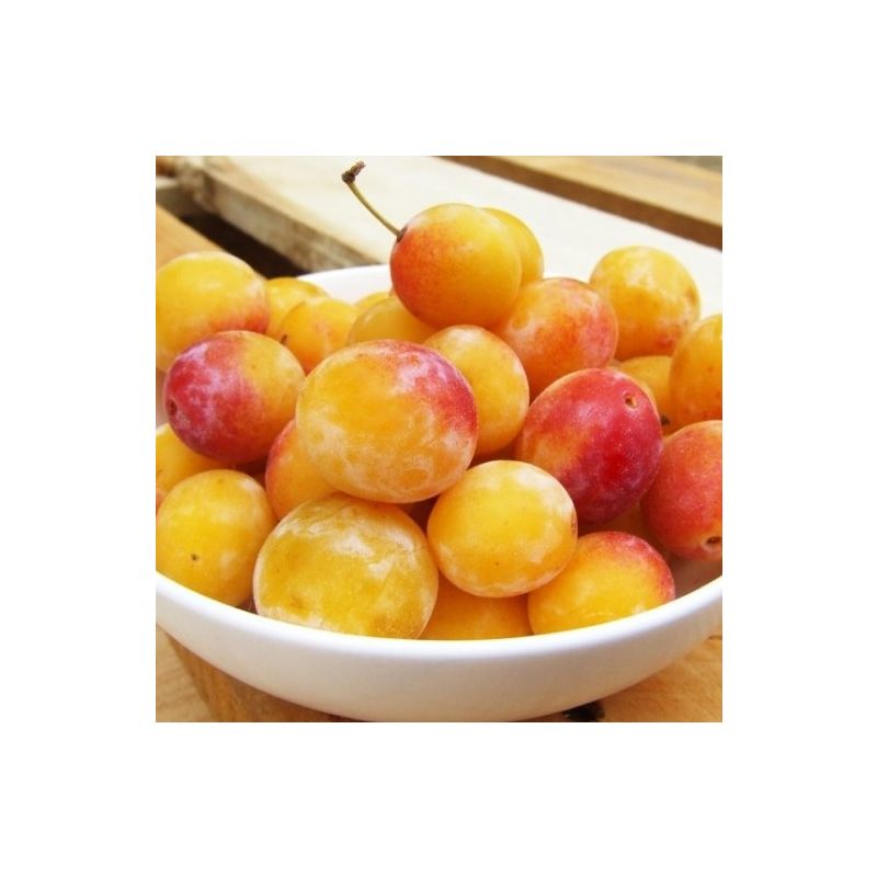 كوج اصفر صغير