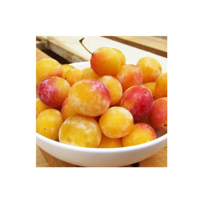 كوج اصفر صغير