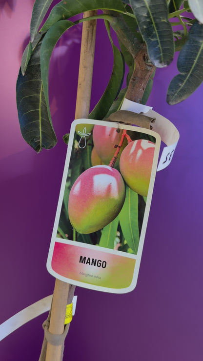Mango sensation  منجا up to 2m