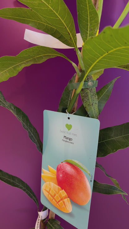 Mango Palmer منجا