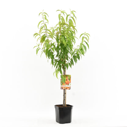 خوخ  persica peregrine