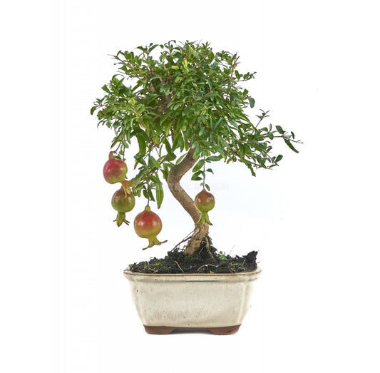 رمان bonsai