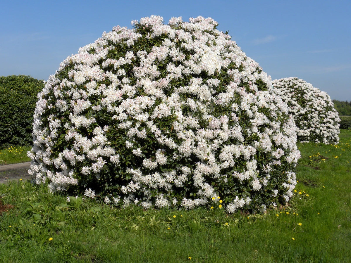ازاليا ورد cunninghams white