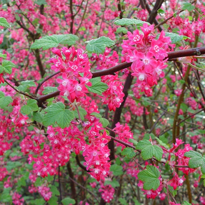 Ribes sang. pulborough scarle شجرة التوت العملاقة ١٨٠سم