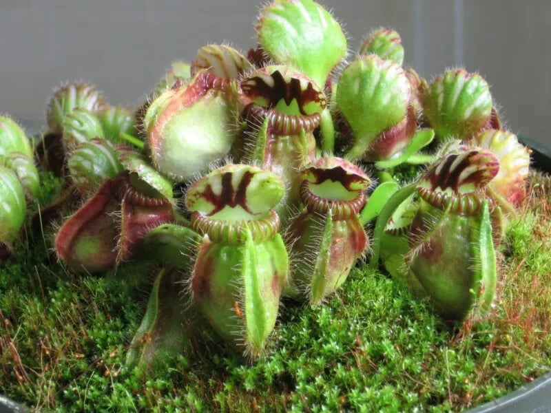 Cephalotus follicularis