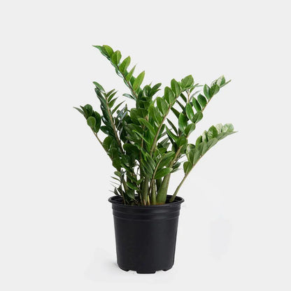 zamiifolia Zamioculcas 17cm زامييفوليا زاميوكولكاس