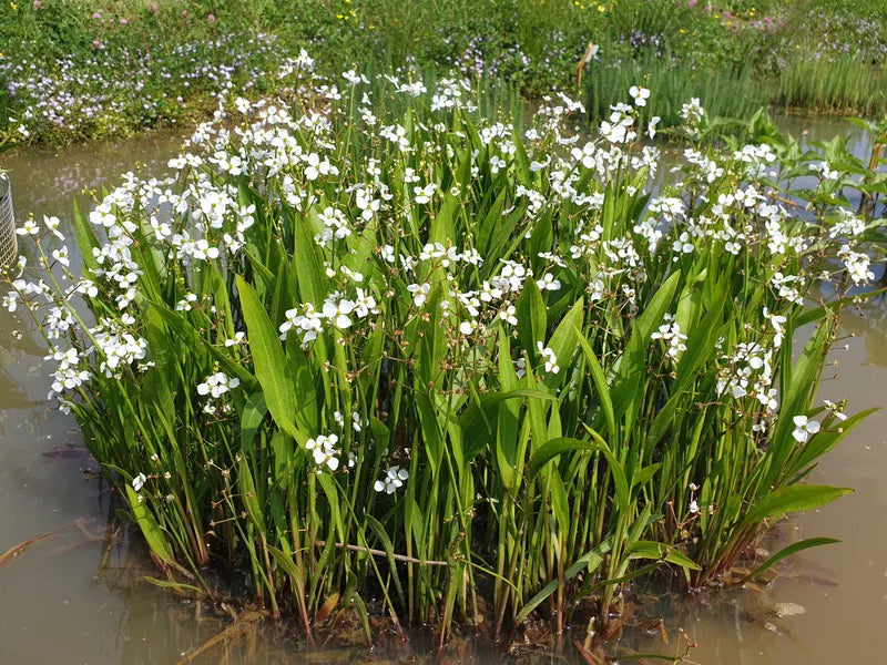 sagittaria platyphylla