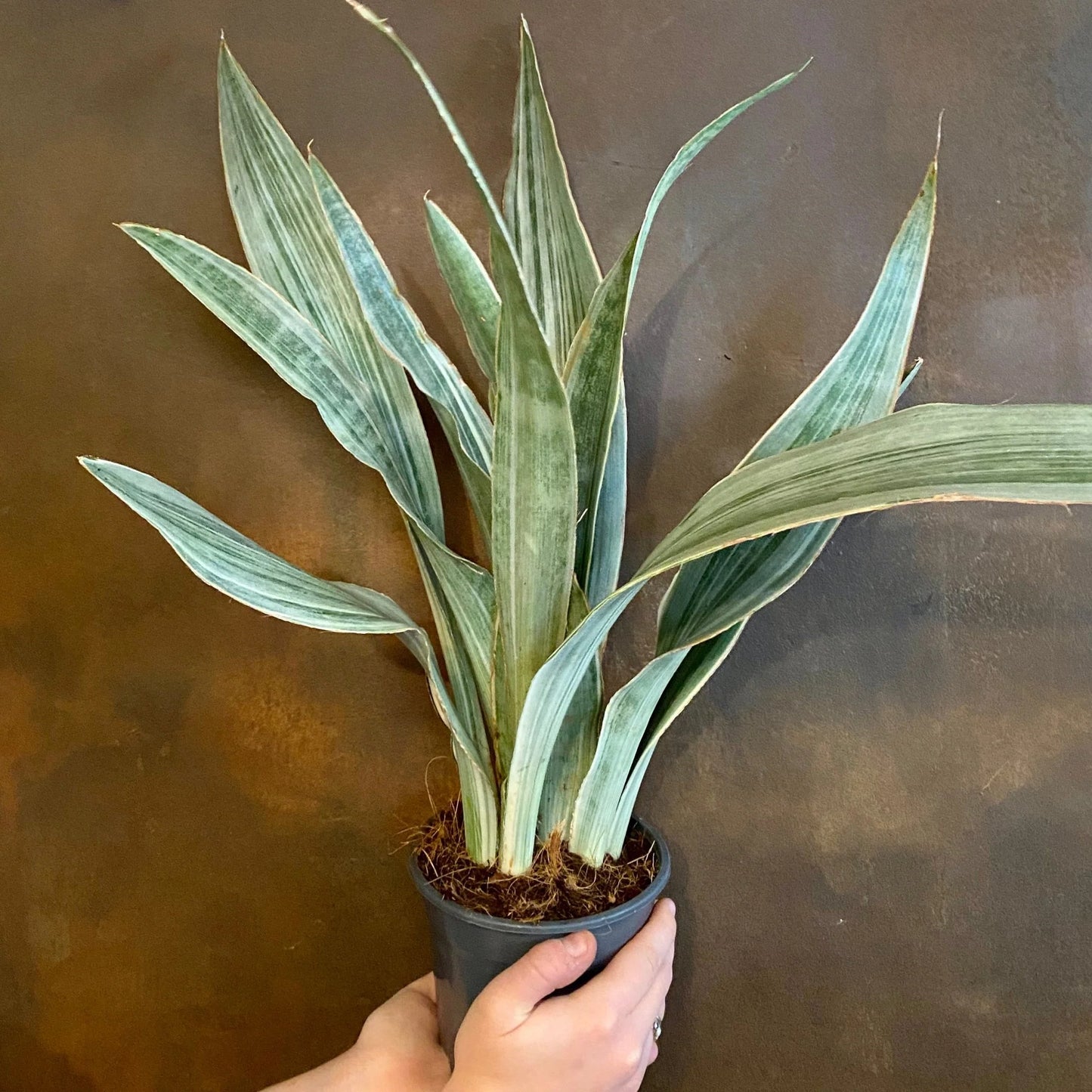 Sansevieria Aubrytniana Metallica