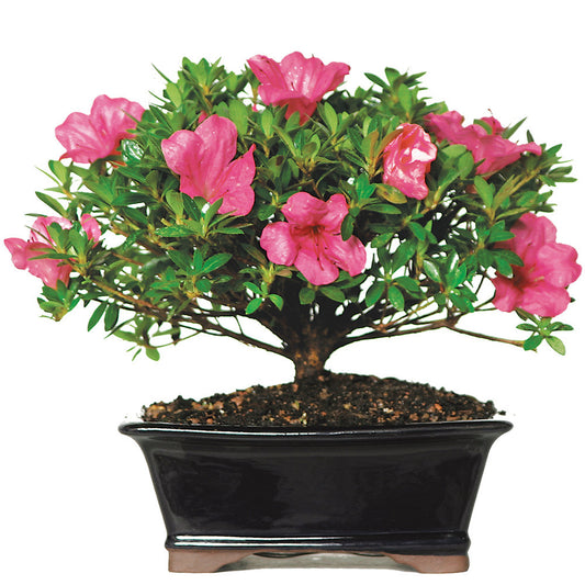 rhododendron indicum, 20 shape, without drip tray