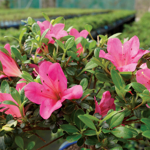 rhododendron indicum, 20 shape, without drip tray