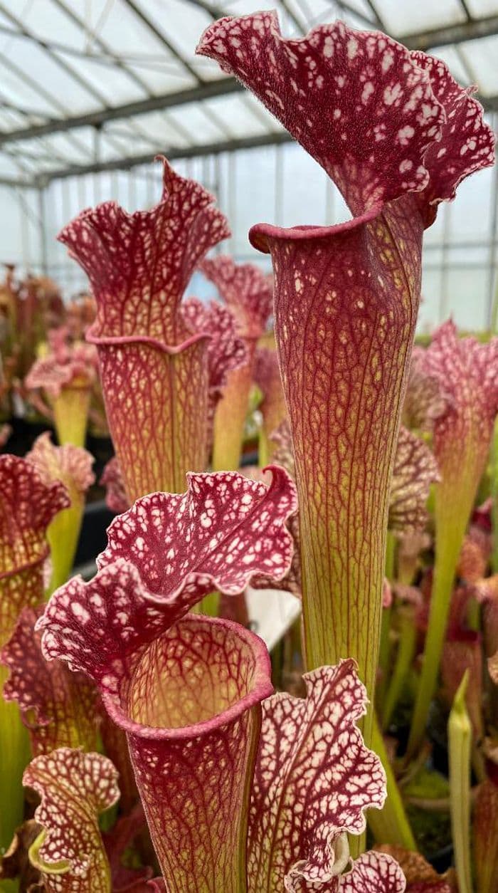 sarracenia mitch