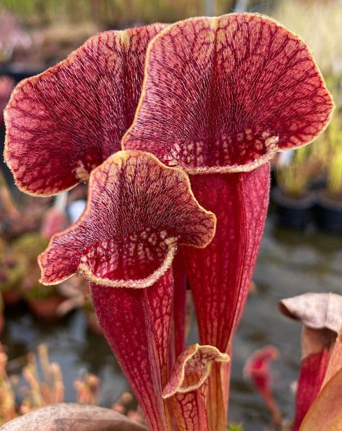 sarracenia mitch