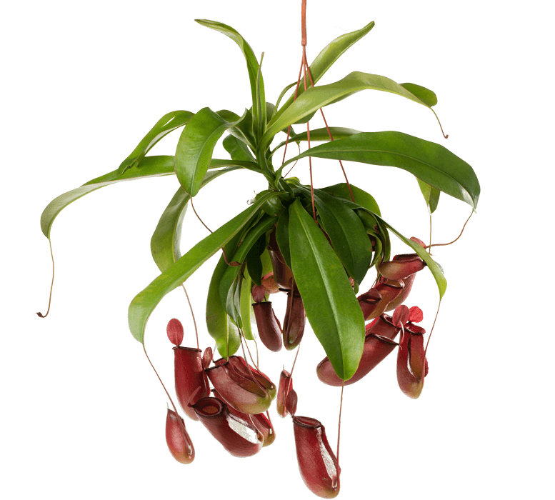 مونكي جار Nepenthes Monkey