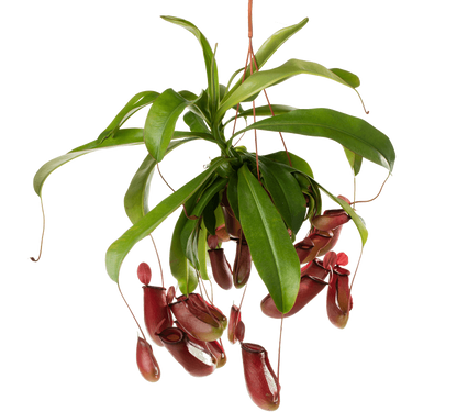 مونكي جار Nepenthes Monkey