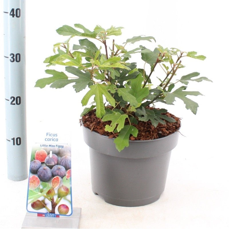 ficus carica  Precose de Dalmatie 15 cm