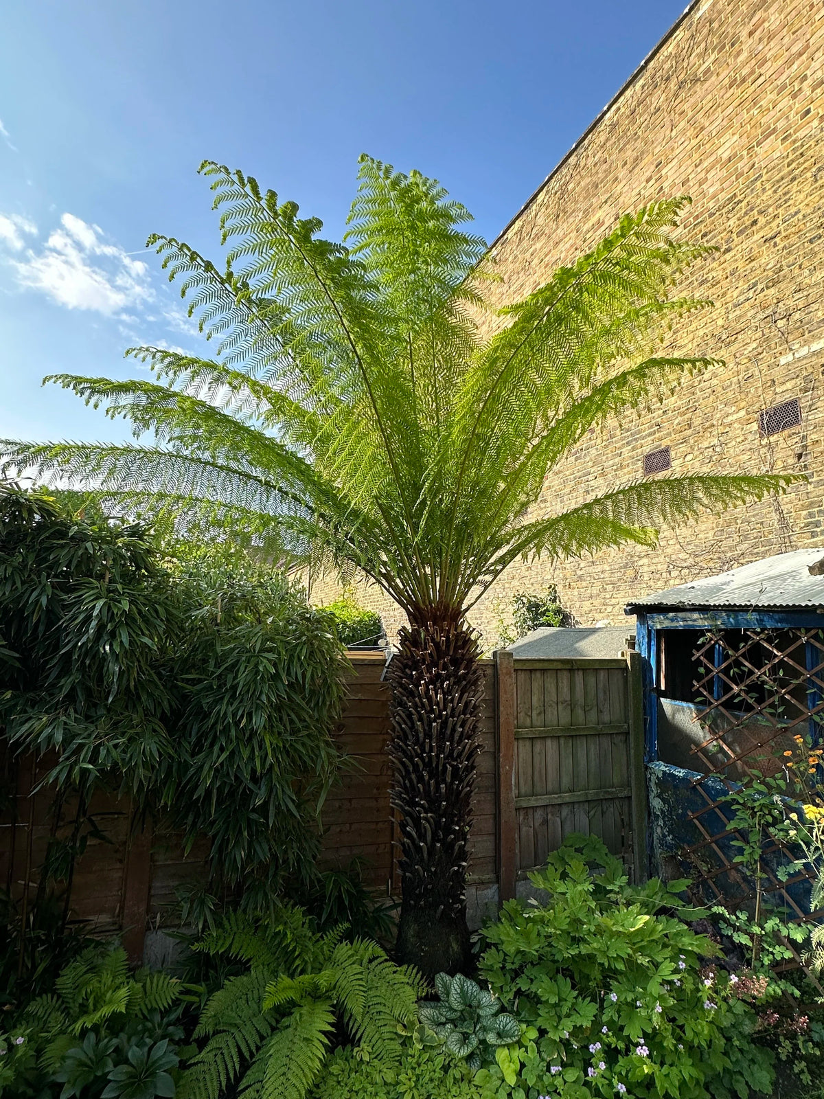 Chamaedorea cataractarum 'Stella' نخلة ستيلا