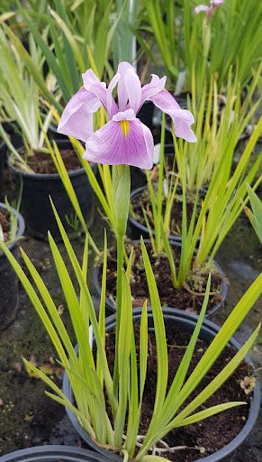 Iris leavigata Rose Queen (25x25)