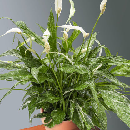 Spathiphyllum diamond زنبق السلام مبرغش