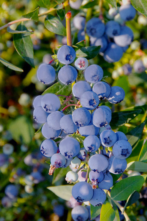 بلوبيري Blue Dessert